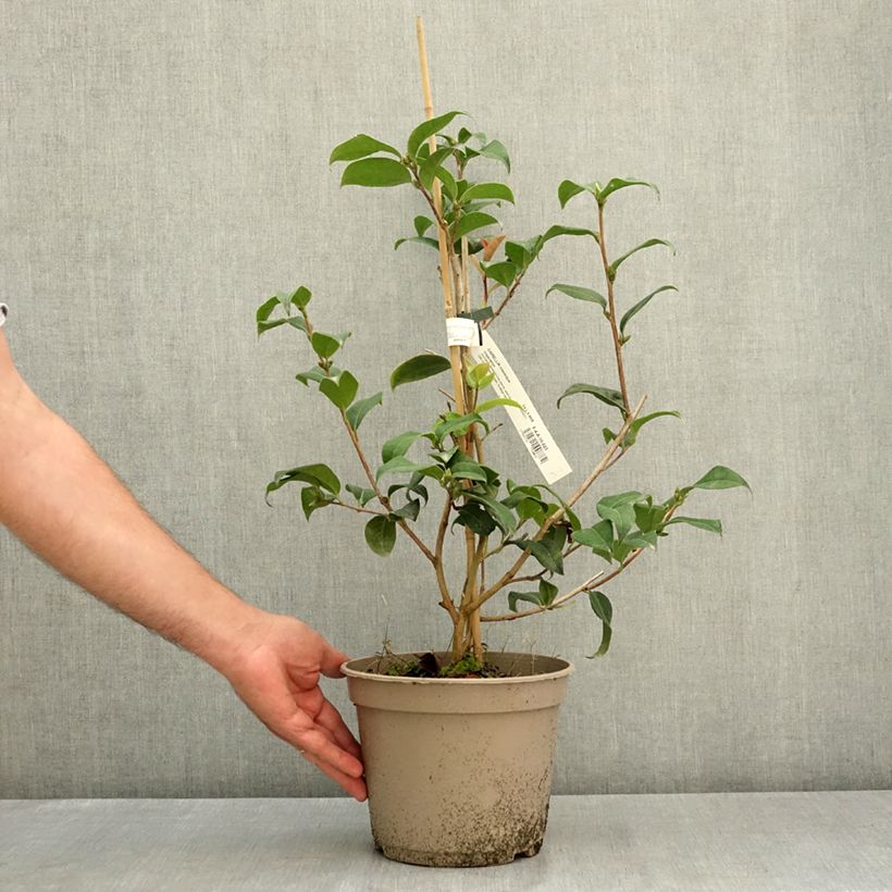 Camellia Inspiration  4L/5L pot sample as delivered in summer