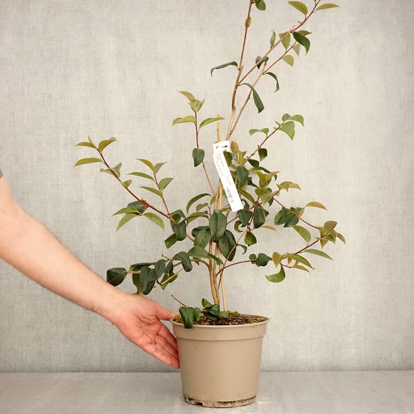 Camellia Inspiration  4L/5L pot sample as delivered in spring