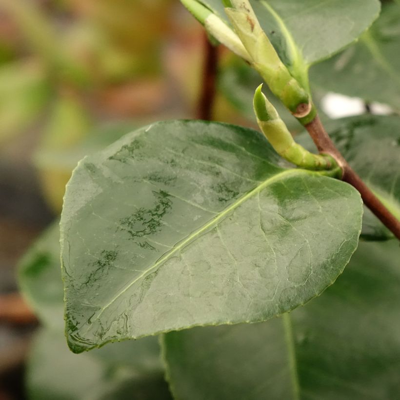 Camellia japonica Janet Waterhouse (Foliage)