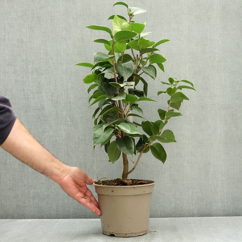 Camellia japonica Janet Waterhouse 2L/3L pot sample as delivered in summer
