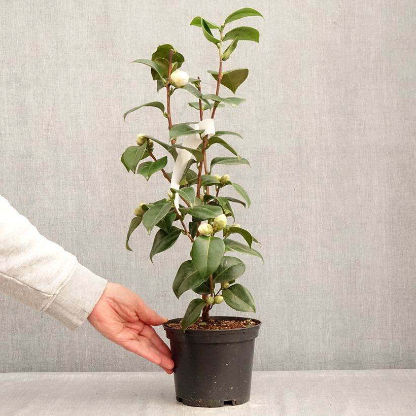 Camellia japonica Janet Waterhouse 2L/3L pot sample as delivered in winter