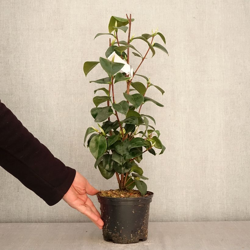 Camellia japonica Janet Waterhouse 2L/3L pot sample as delivered in spring