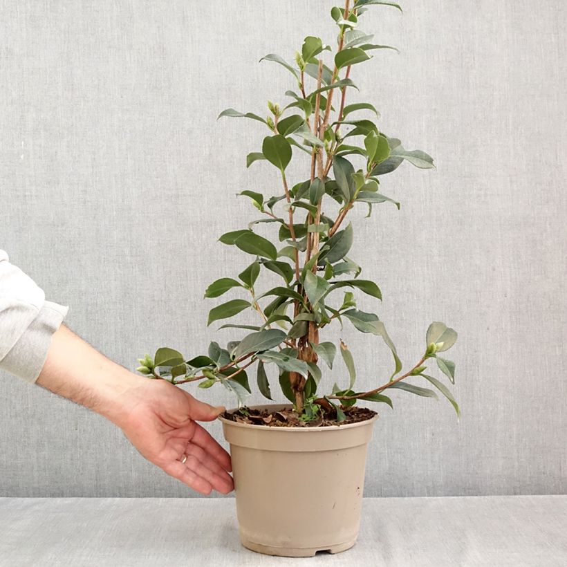 Camellia williamsii Lucky Star 4L/5L pot sample as delivered in autumn