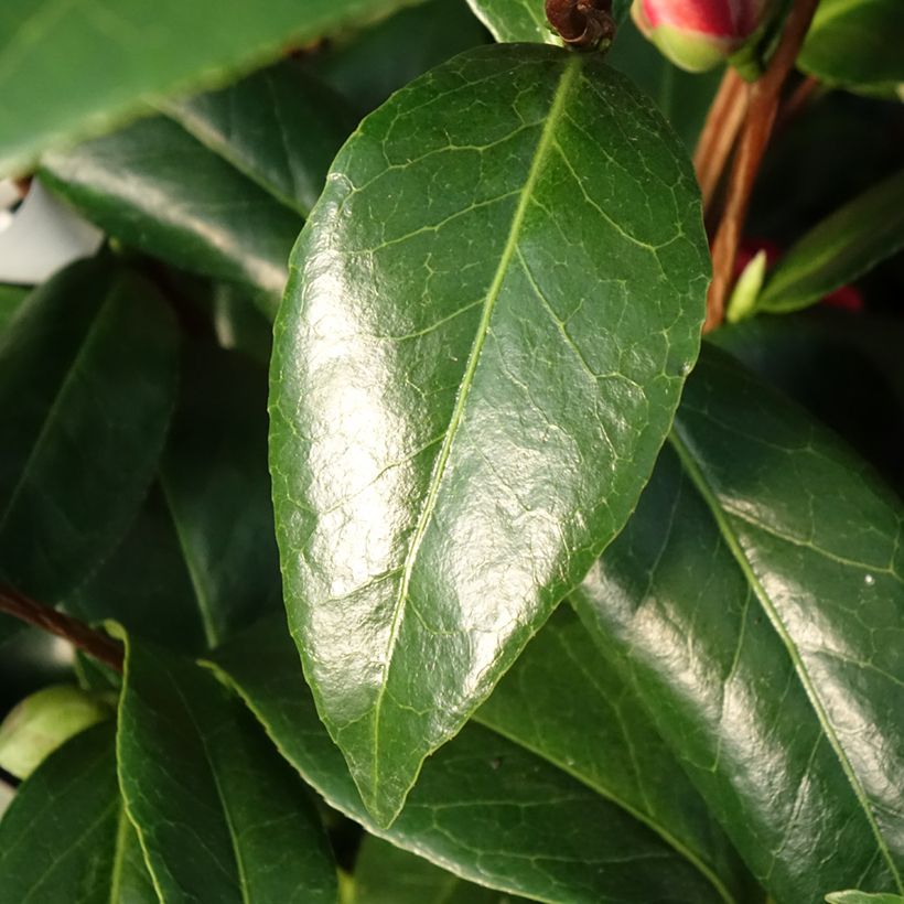 Camellia japonica Manuroa Road (Foliage)