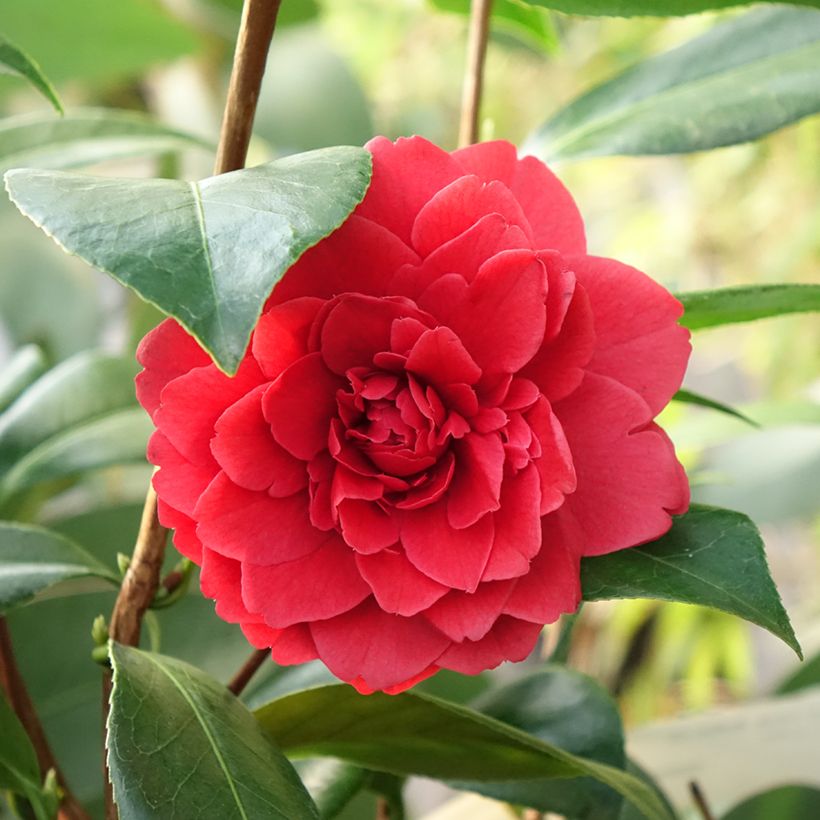 Camellia japonica Manuroa Road (Flowering)