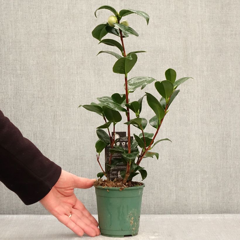 Camellia japonica Margaret Davis 12cm pot sample as delivered in winter