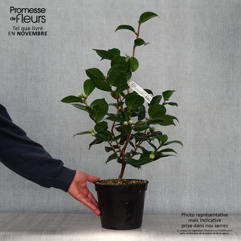 Camellia japonica Marie-Galante 4L/5L pot sample as delivered in autumn