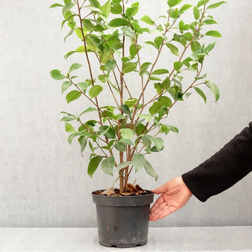 Camellia japonica Mark Alan 4L/5L pot sample as delivered in summer