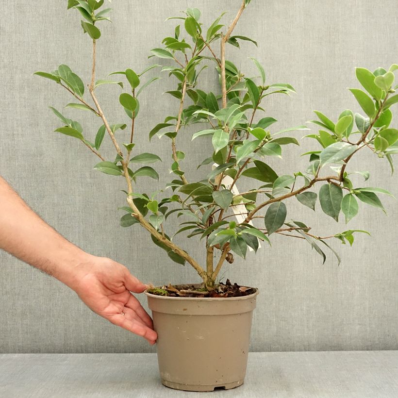 Camellia williamsii Mimosa Jury 4L/5L pot sample as delivered in summer