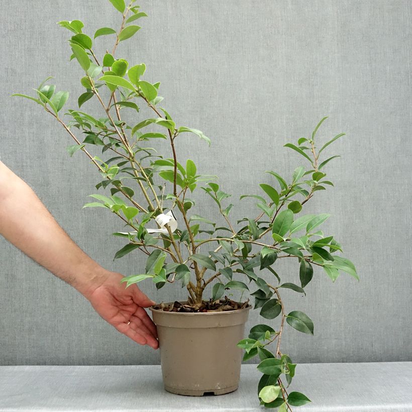 Camellia williamsii Mimosa Jury 4L/5L pot sample as delivered in spring