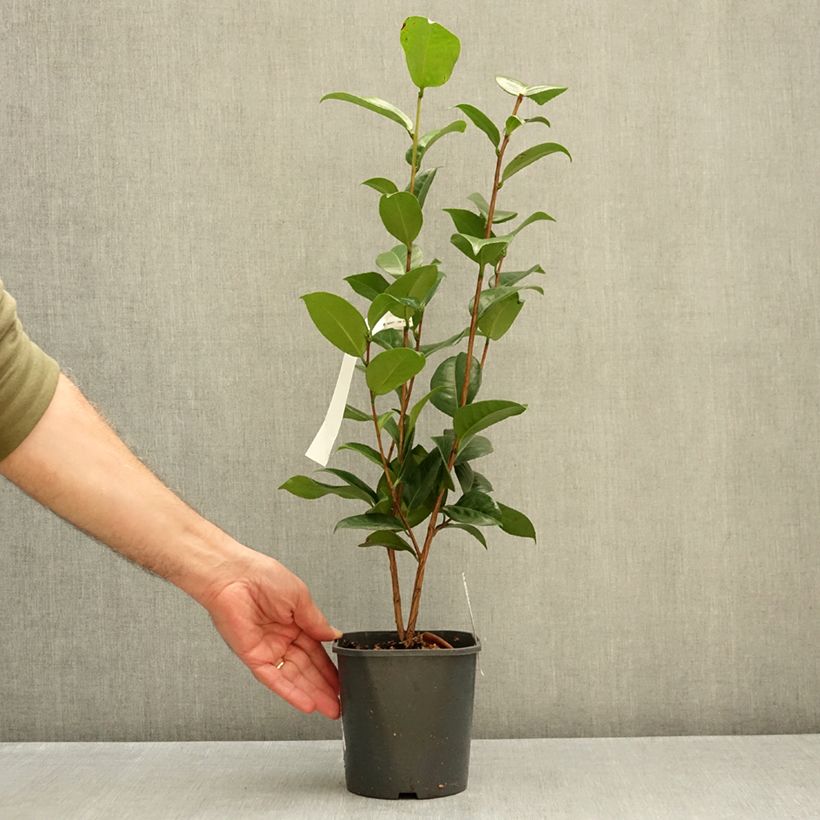 Camellia japonica Nuccio's Cameo 12cm pot sample as delivered in autumn