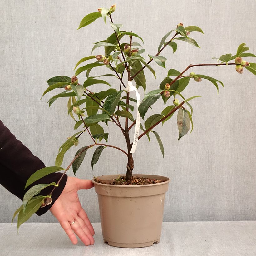 Camellia reticulata x granthamiana China Lady 4L/5L pot sample as delivered in autumn