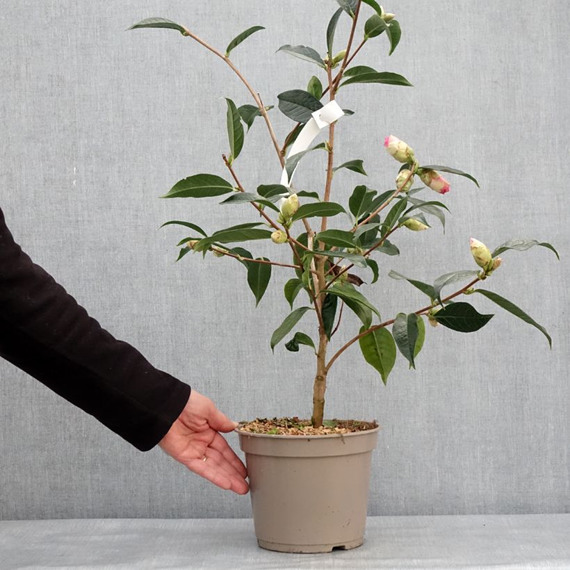 Camellia reticulata x granthamiana China Lady 4L/5L pot sample as delivered in winter
