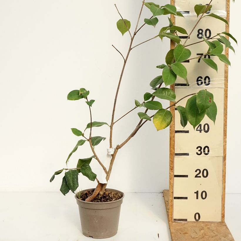 Camellia x reticulata Dr Clifford Parks 4L/5L pot sample as delivered in summer