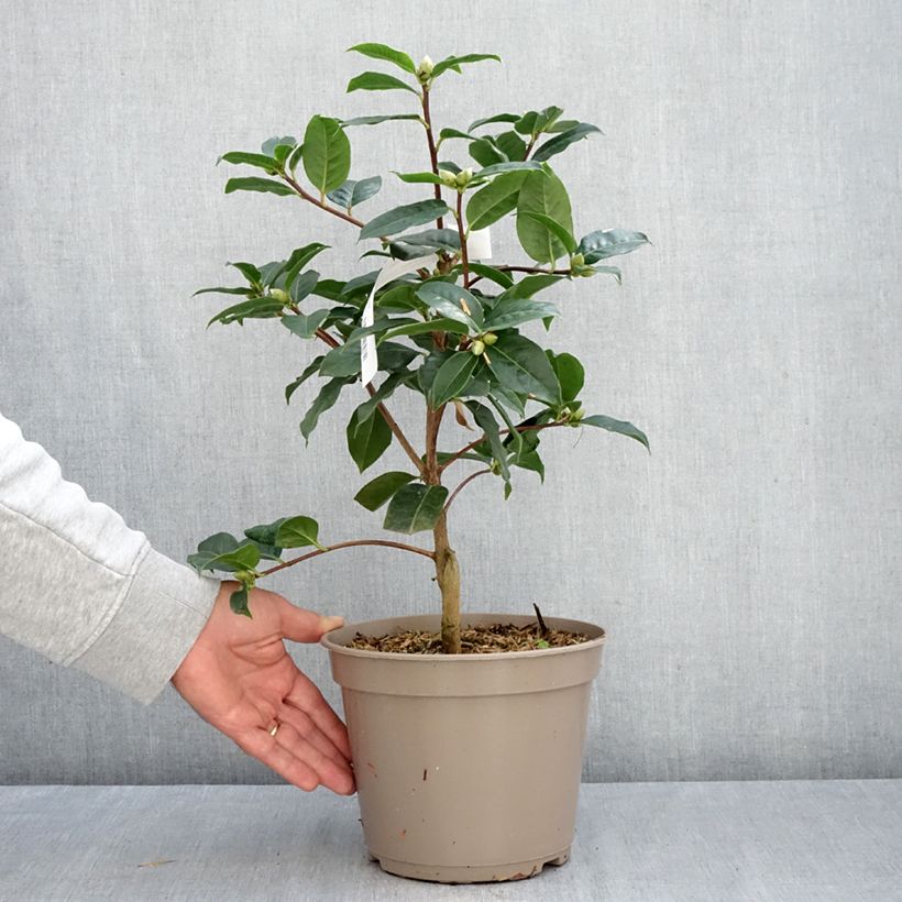 Camellia reticulata Ile Crozet 4L/5L pot sample as delivered in autumn
