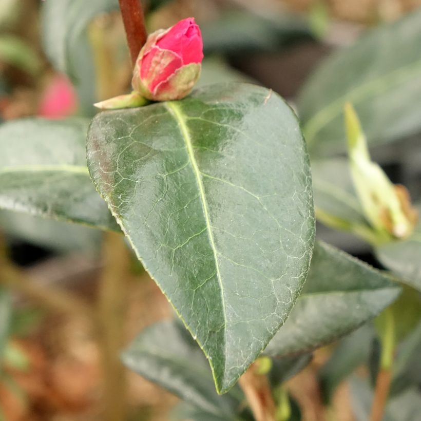 Camellia Paradise Illumination (Foliage)