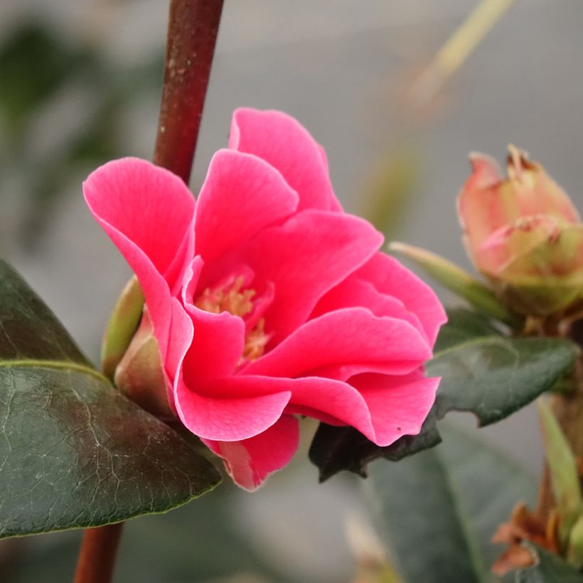 Camellia Paradise Illumination (Flowering)