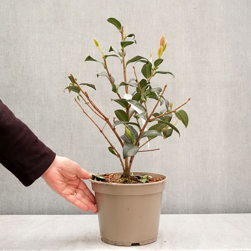 Camellia Paradise Illumination 4L/5L pot sample as delivered in spring
