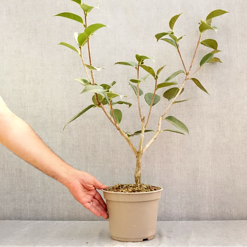 Camellia x reticulata Lasca Beauty 4L/5L pot sample as delivered in summer