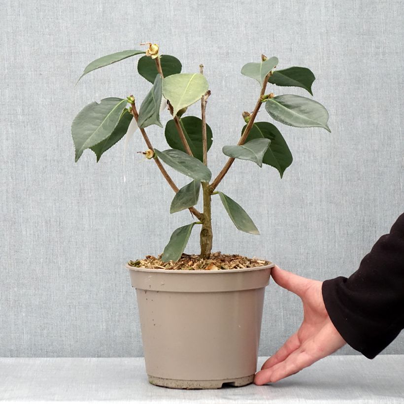 Camellia x reticulata Lasca Beauty 4L/5L pot sample as delivered in spring