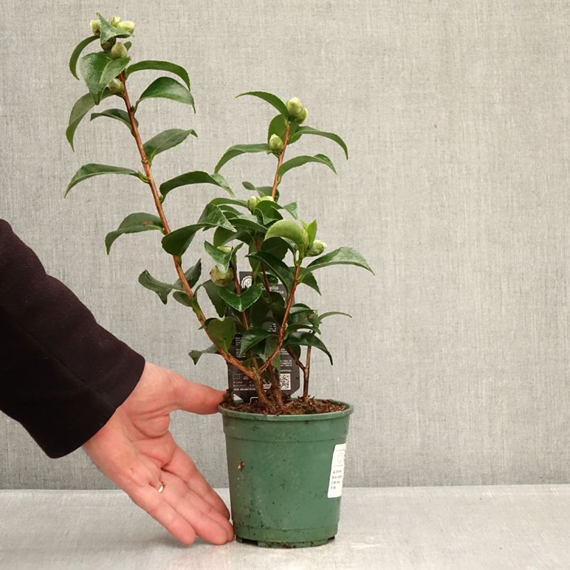 Camellia japonica Roger Hall 12cm pot sample as delivered in winter