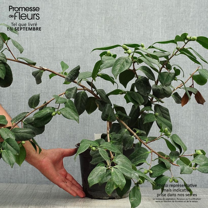 Camellia japonica Sanpei Tsubaki 4L/5L pot sample as delivered in autumn