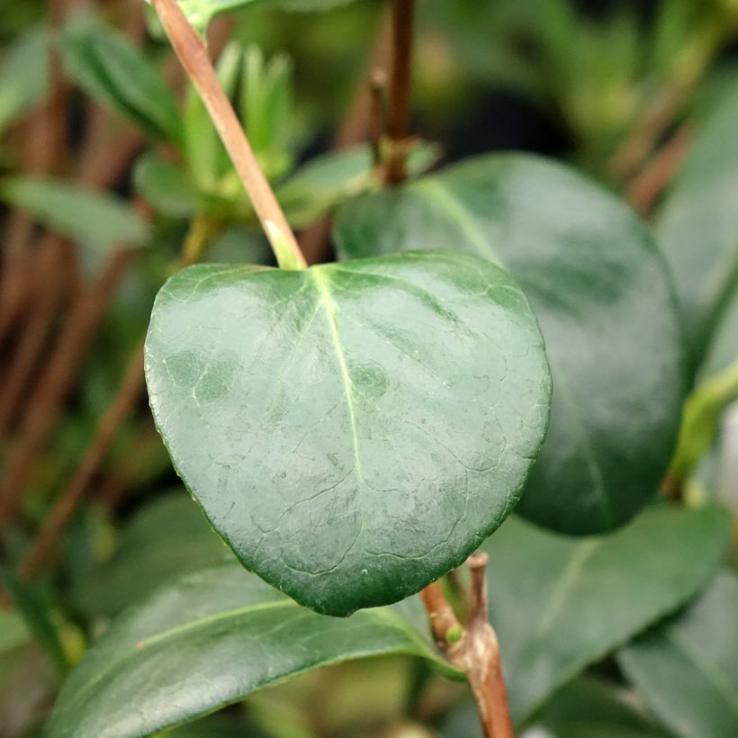 Camellia japonica Satsuma (Foliage)