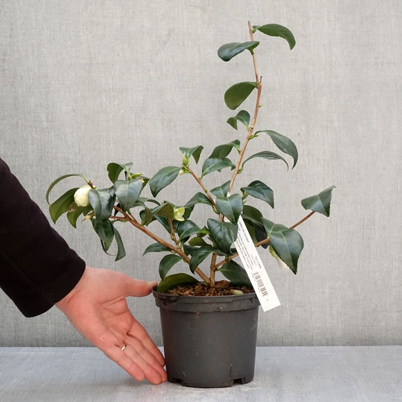 Camellia japonica Satsuma 2L/3L pot sample as delivered in spring