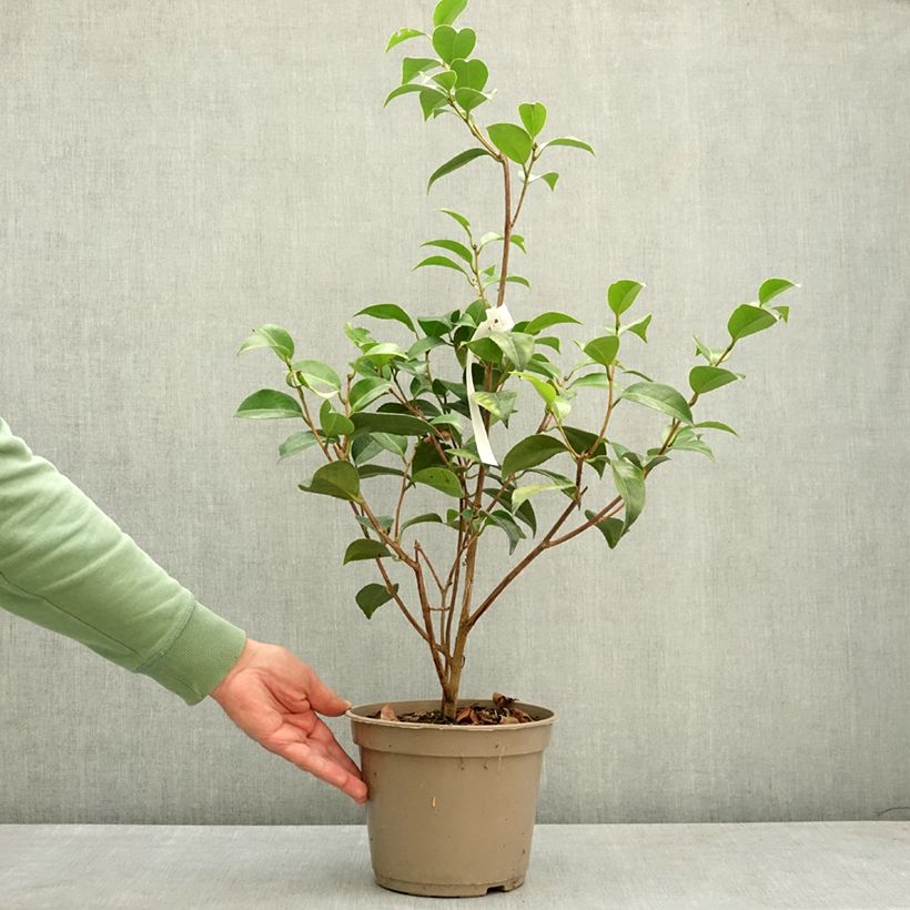 Camellia japonica Spring Formal 4L/5L pot sample as delivered in spring
