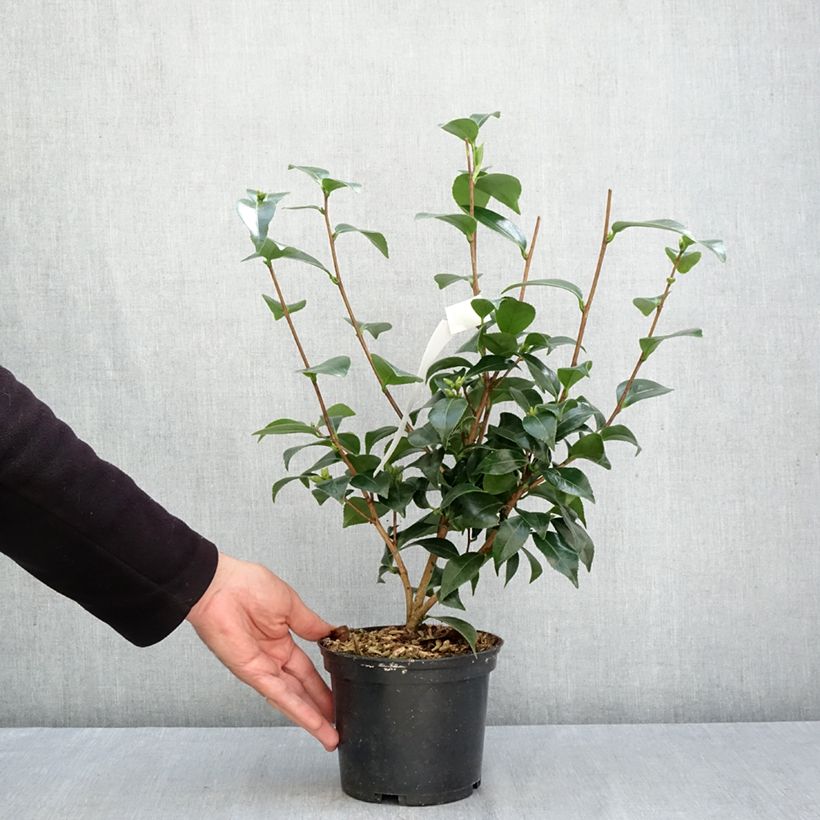 Camellia japonica Stacy Susan 2L/3L pot sample as delivered in autumn