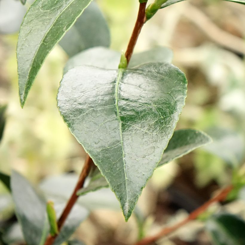 Camellia japonica Stromboli® - Japanese Camellia (Foliage)