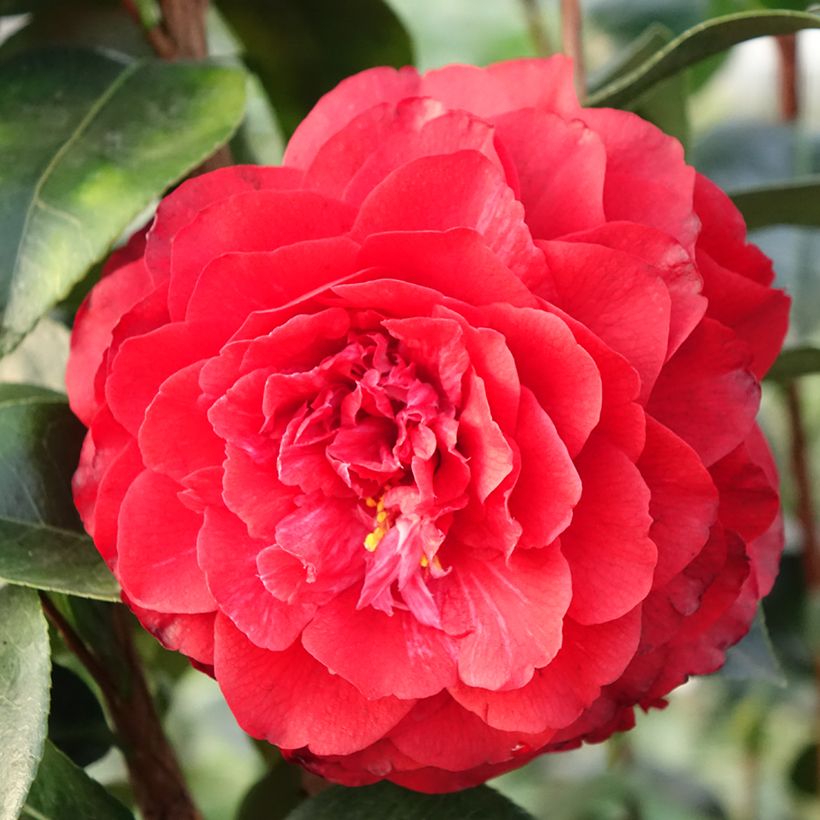 Camellia japonica Stromboli® - Japanese Camellia (Flowering)