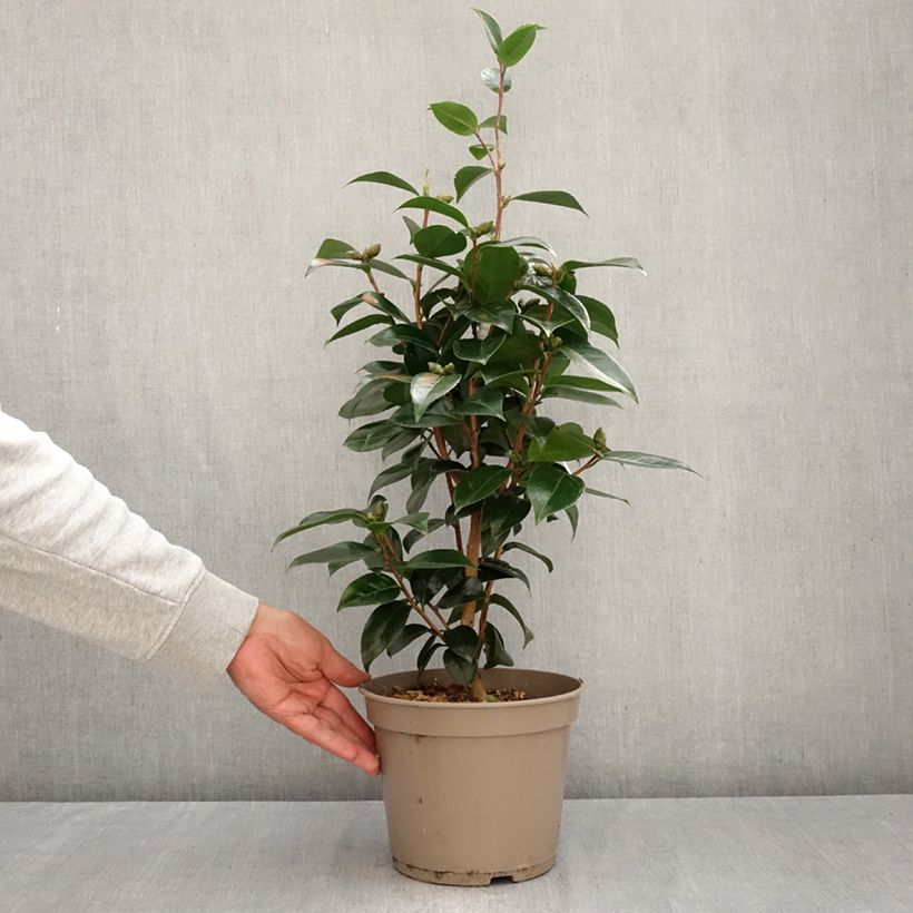 Camellia japonica Stromboli® - Japanese Camellia 4L/5L pot sample as delivered in autumn