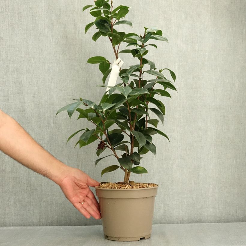 Camellia japonica Stromboli® - Japanese Camellia 4L/5L pot sample as delivered in summer