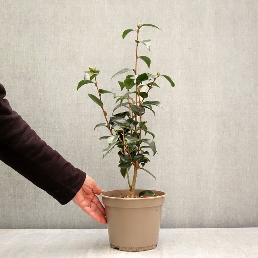 Camellia japonica Stromboli® - Japanese Camellia 4L/5L pot sample as delivered in spring