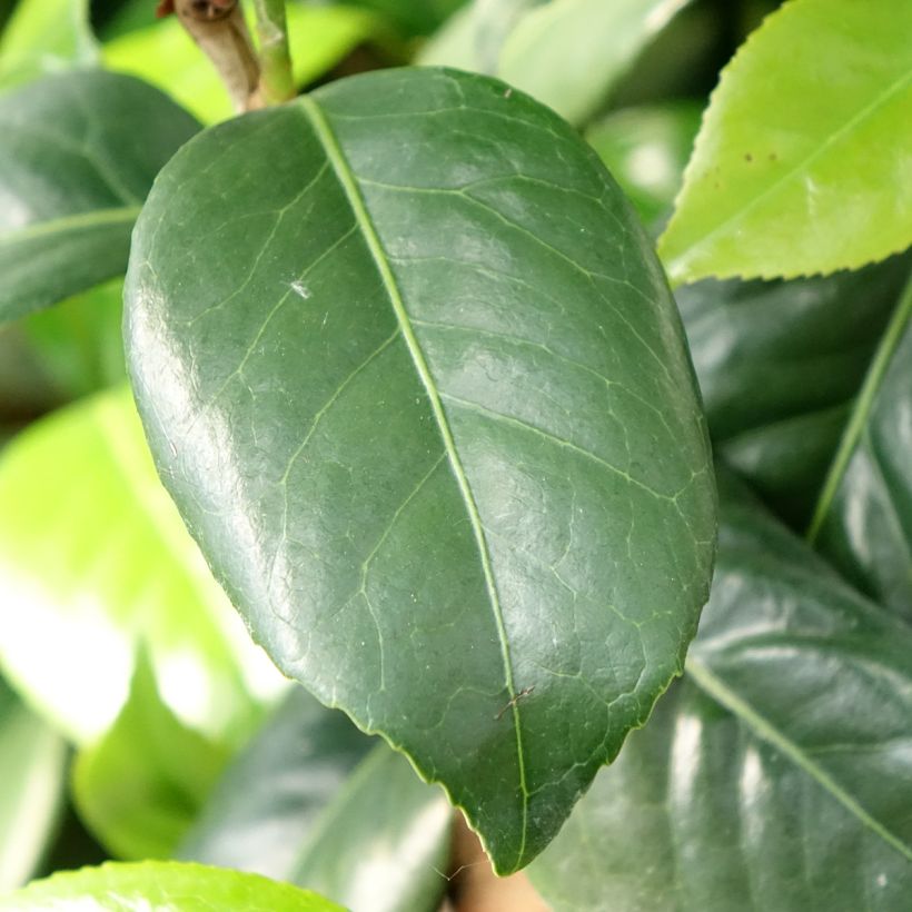 Camellia japonica Tada Meibi (Foliage)