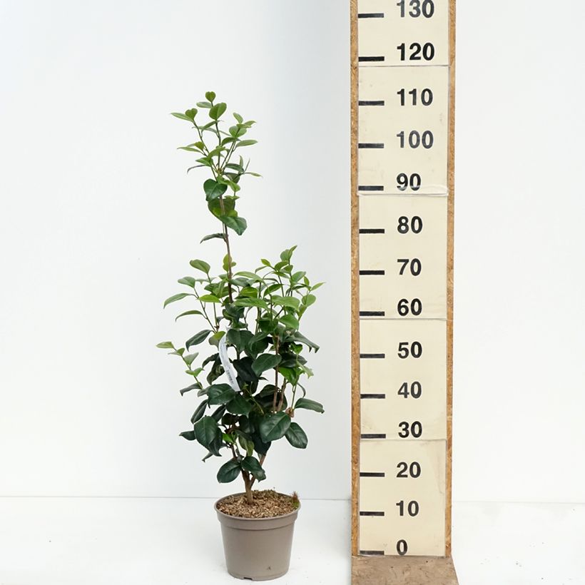 Camellia japonica Tada Meibi 4L/5L pot sample as delivered in spring
