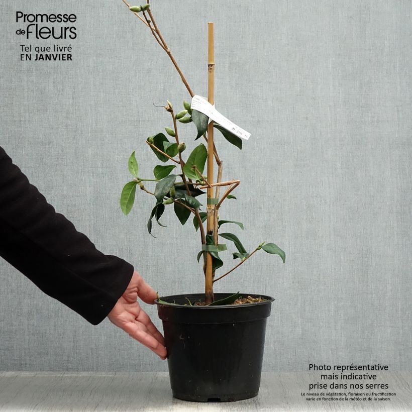 Camellia williamsii Tulip Time 4L/5L pot sample as delivered in winter