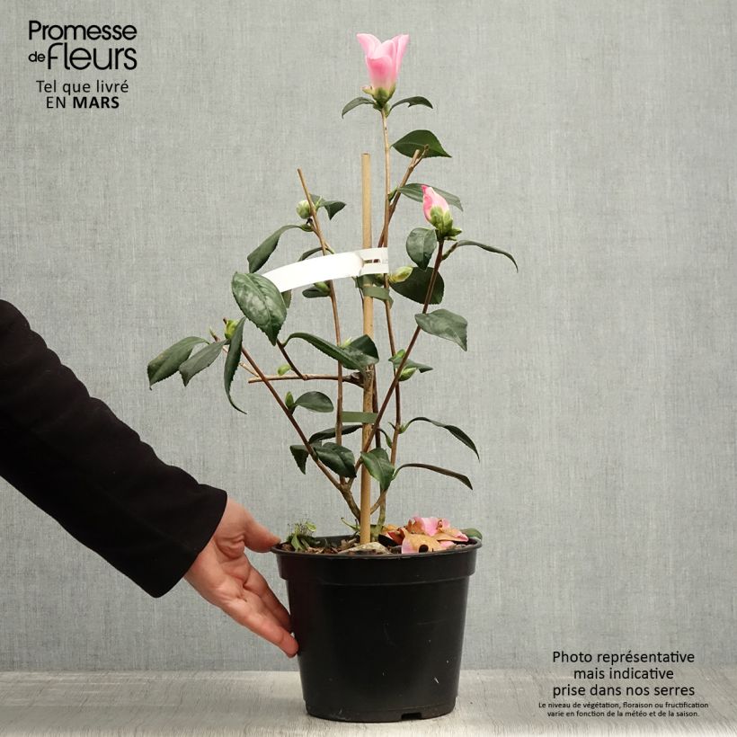 Camellia williamsii Tulip Time 4L/5L pot sample as delivered in spring