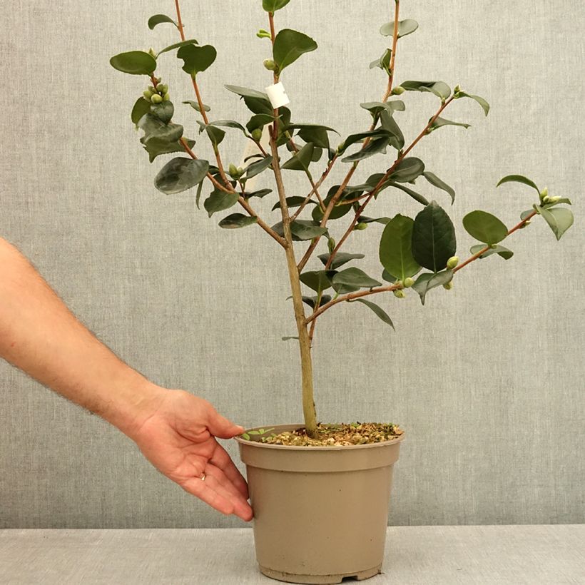 Camellia japonica Ville du Havre 4L/5L pot sample as delivered in summer