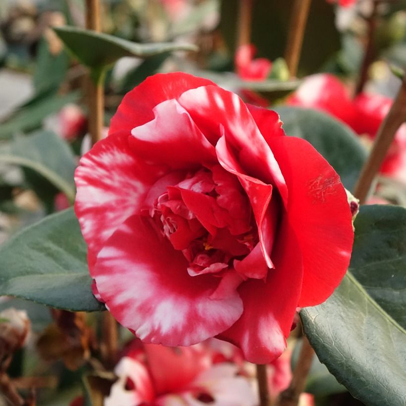 Camellia japonica Midnight Variegated (Flowering)