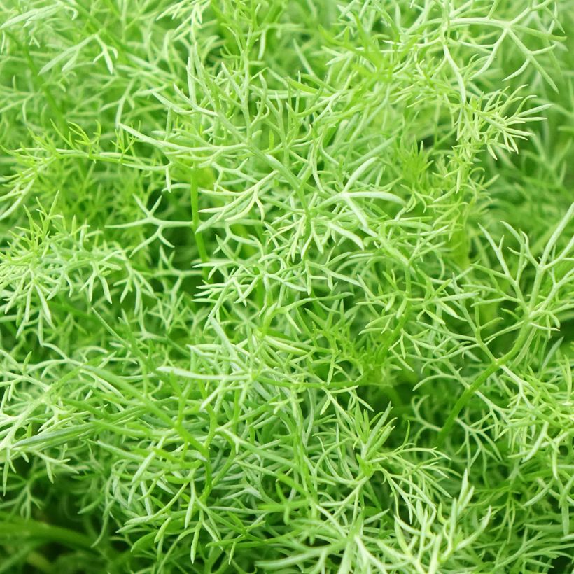 Matricaria chamomilla (Foliage)