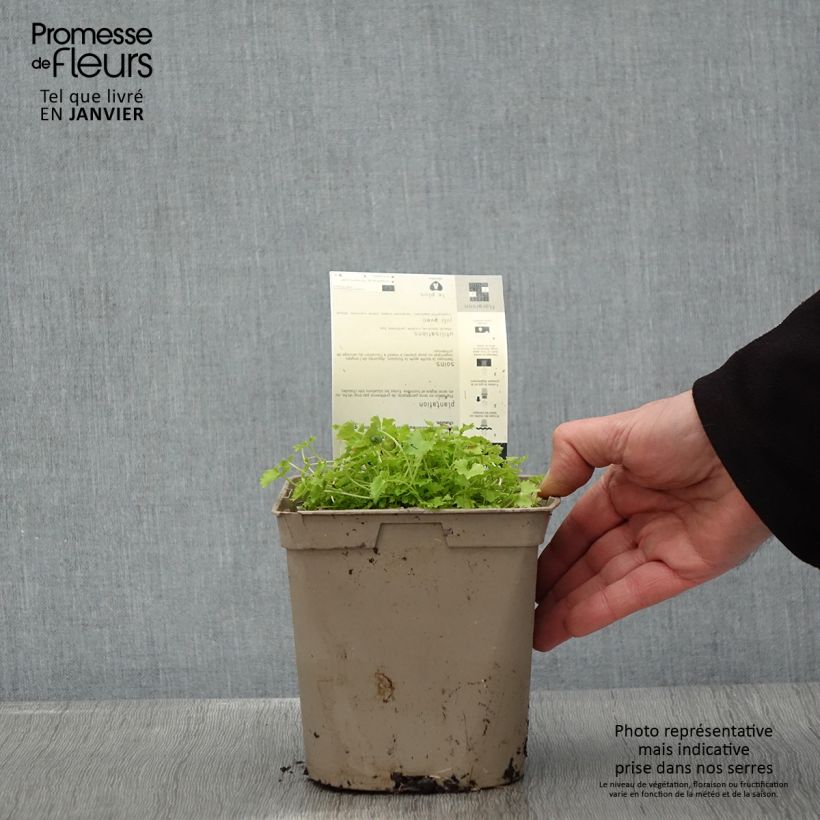 Campanula garganica Dicksons Gold 2L/3L pot sample as delivered in winter