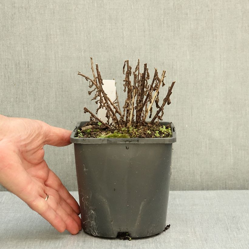 Campanula lactiflora Prichard's Variety 2L/3L pot sample as delivered in autumn