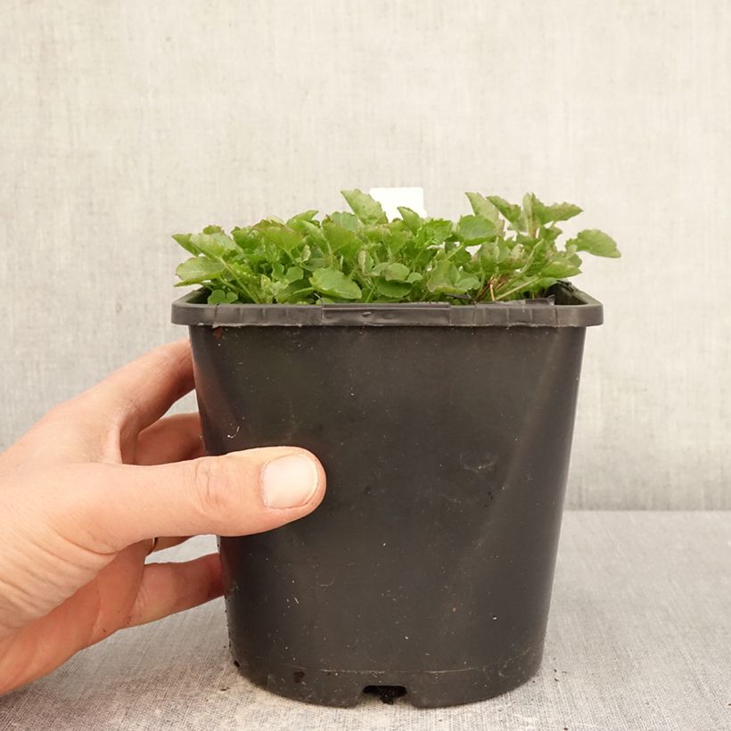 Campanula persicifolia La Bello 2L/3L pot sample as delivered in spring