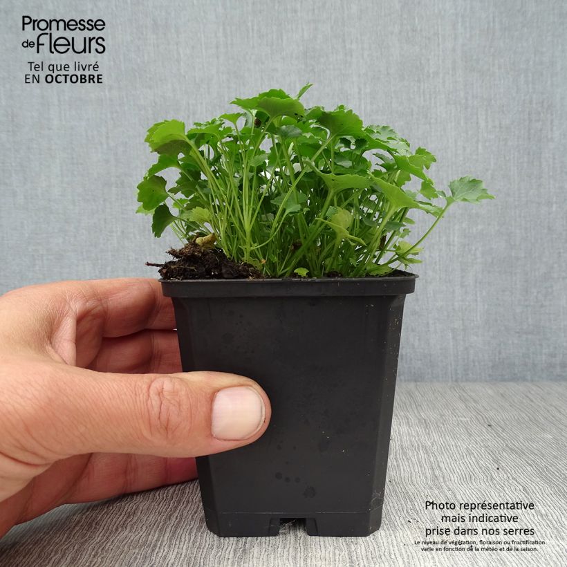 Campanula portenschlagiana Resholdts Variety 8/9 cm pot sample as delivered in autumn