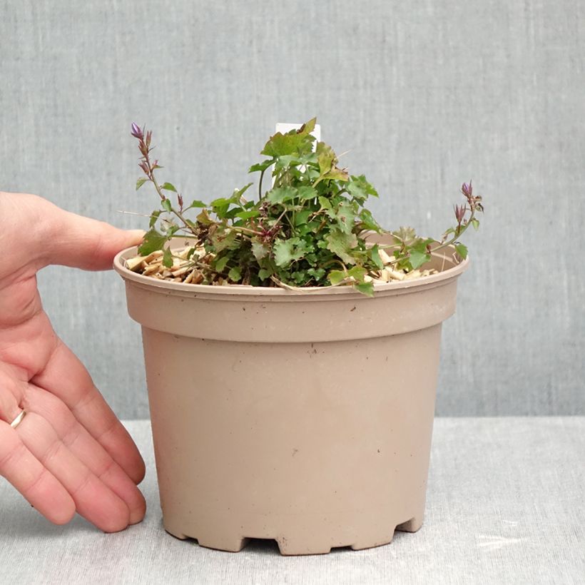 Campanula poscharskyana Stella 2L/3L pot sample as delivered in autumn