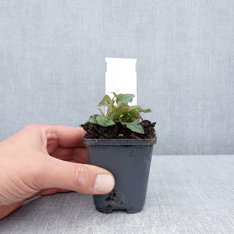 Campanula punctata Milky Way 8/9 cm pot sample as delivered in spring