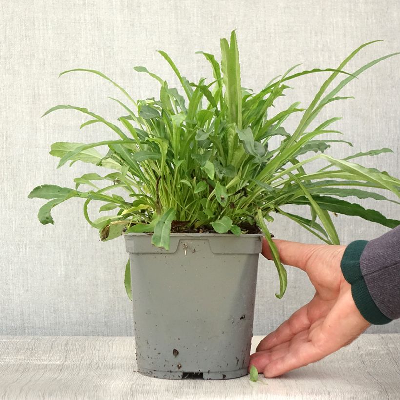 Campanula persicifolia Alba 2L/3L pot sample as delivered in autumn