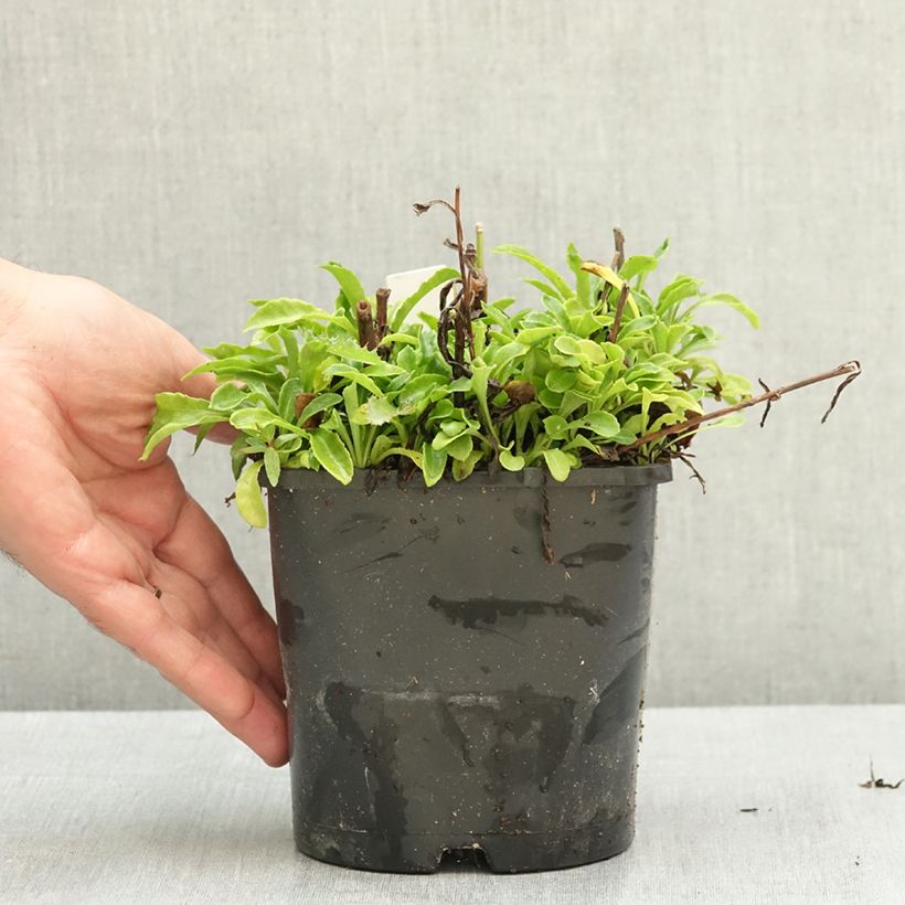 Campanula persicifolia La Bonne Amie - Peach-leaved bellflower 1.5L/2L pot sample as delivered in summer